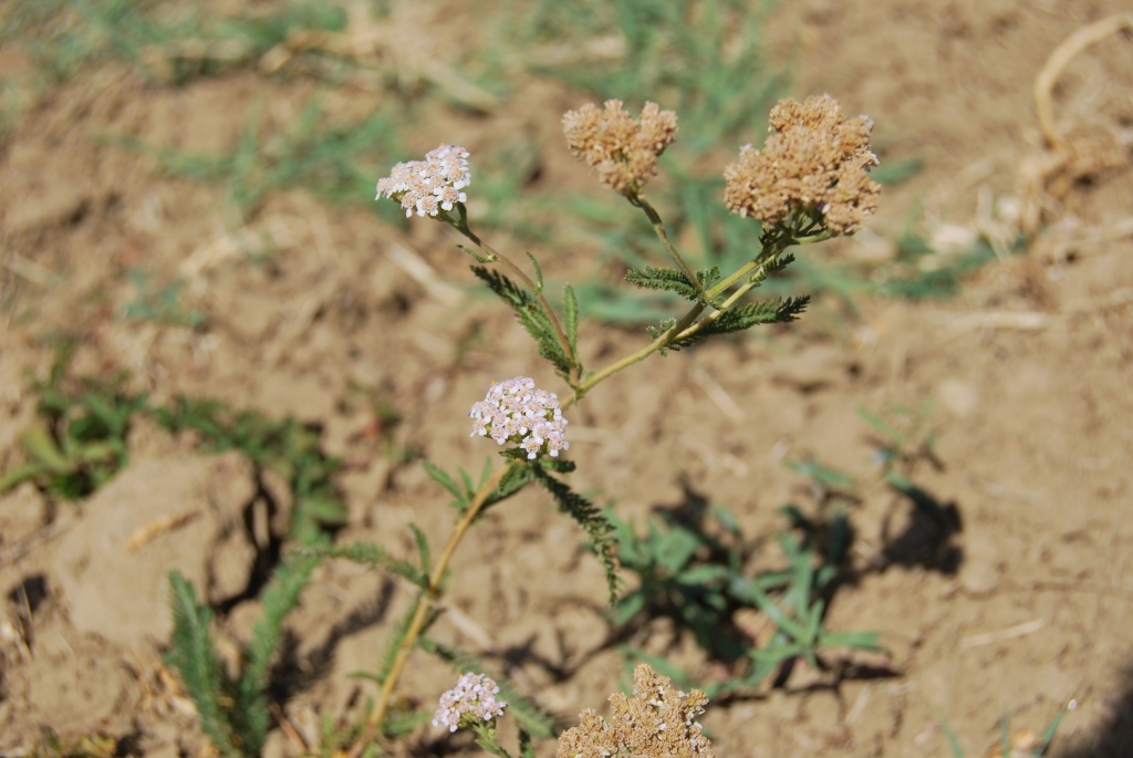 Id - Achillea sp.